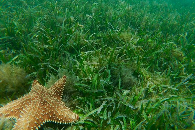 Snorkeling & Kayak Eco-Adventure in Puerto Rico - How to get the most from the three hours