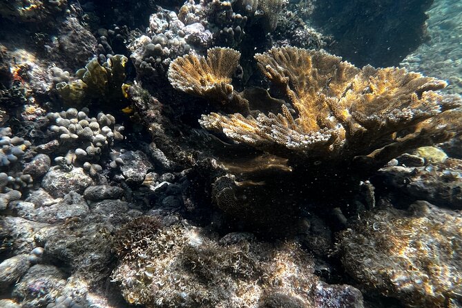 Snorkeling & Kayak Eco-Adventure in Puerto Rico - FAQ