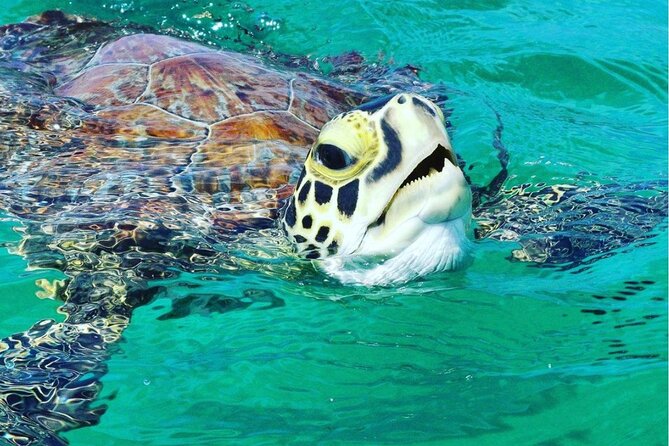 Snorkeling Tour to Vieques Island only 30 minutes away! - Key details before you book