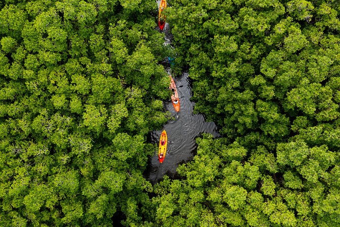 SoCoHo Eco Half Day - Mangrove Kayak & Reef Snorkeling - A mangrove paddle before the open sea