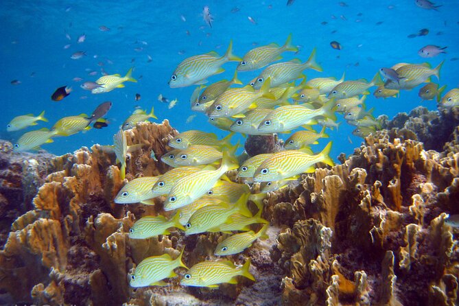 South island tour and Snorkel combo - Key points at a glance