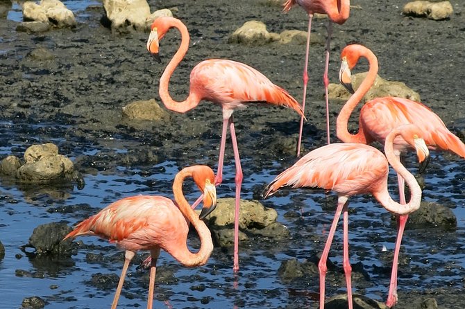 South island tour and Snorkel combo - The south loop: salt, stone, and island history