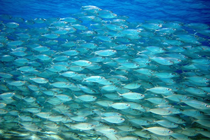 South island tour and Snorkel combo - Pickup, vehicles, and cruise timing