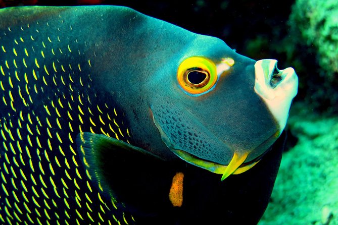 South island tour and Snorkel combo - Who will get the most from this experience