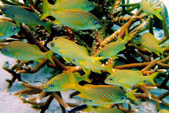 South island tour and Snorkel combo - How to make the $110 price worthwhile