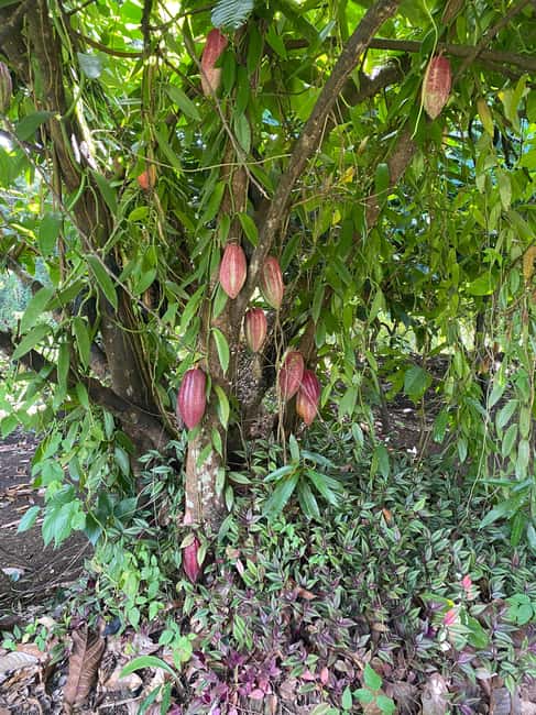 St. George's: Half-day spice and waterfall tour - Key points to know before booking