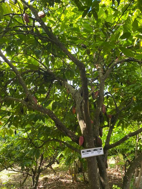 St. George's: Half-day spice and waterfall tour - A local rum shop and the value of informal stops