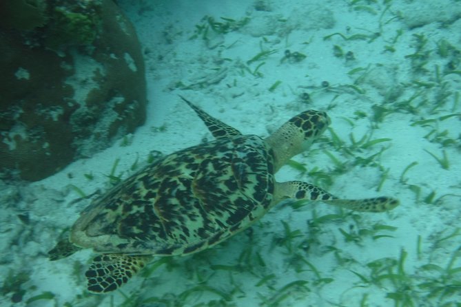 St John & Surrounding Cays - Full-Day Sail/Snorkel, 6 Guests Max - What the snorkeling is like at two or three stops
