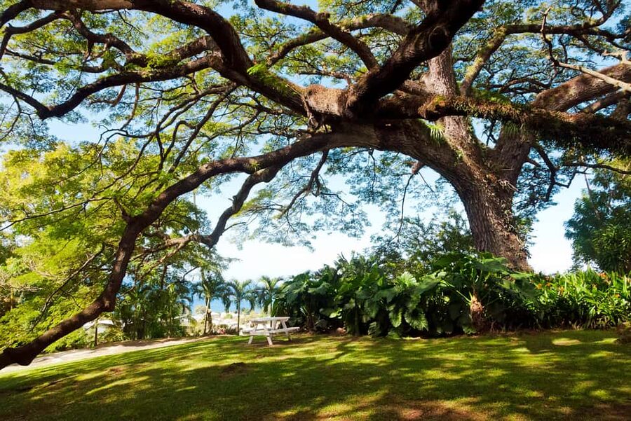 St. Kitts: Top Sights Guided Van or Open-Air Safari Tour - Timothy Hill delivers the signature view