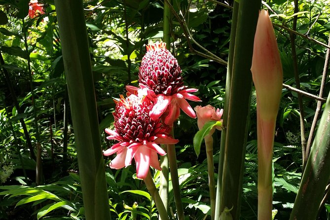 St Lucia Diamond Mineral and Mud Baths Plus Waterfall Adventure - The guide can shape the whole day