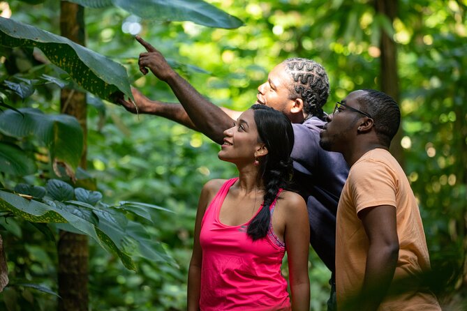 St. Lucia Zip line, Aerial Tram and Hiking tour Ultimate 3 - Eight zip lines across 16 forest platforms