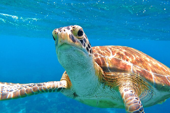 St Thomas Mangrove Lagoon Kayak and Snorkel Tour in the US Virgin Islands - Snorkeling beside coral-fringed roots