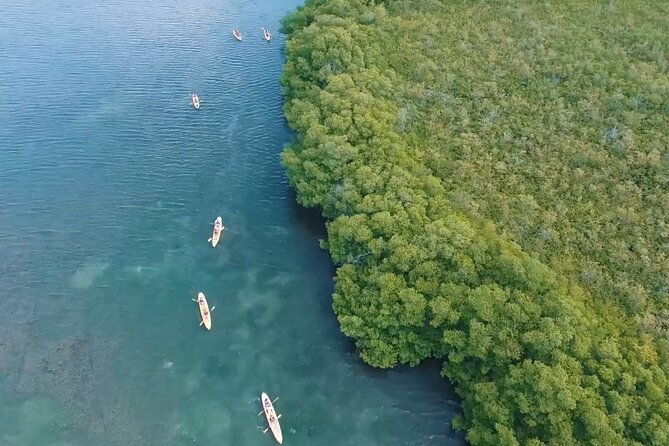 St Thomas Shore Excursion: Mangrove Lagoon Kayak and Snorkel Tour - Snorkeling beside coral and mangrove roots