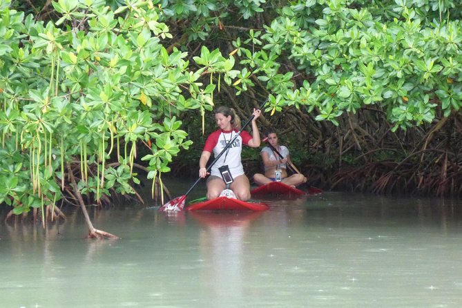 Stand up paddle in paradise - Entering the red mangrove galleries