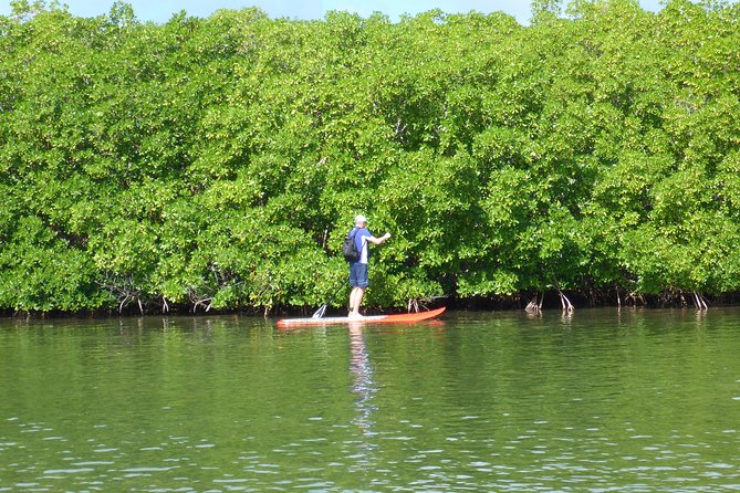 Stand up paddle in paradise - Learning to stand before heading inland