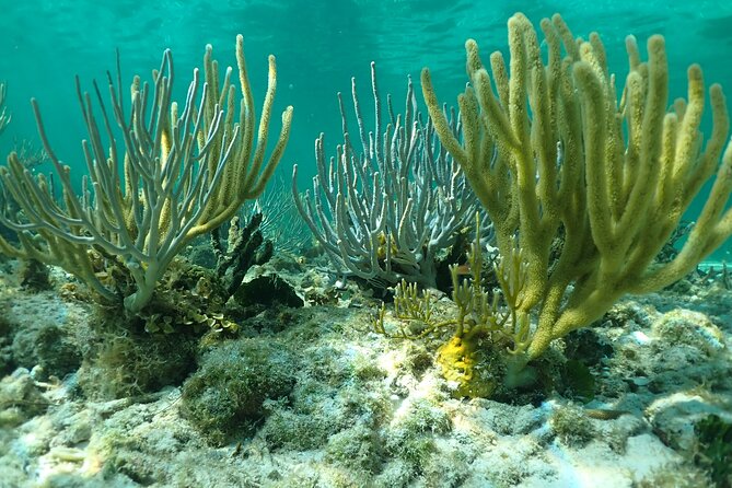 Starfish Point, Stingray City & Coral Garden (3-STOP Adventure) - Is $80 a fair price?