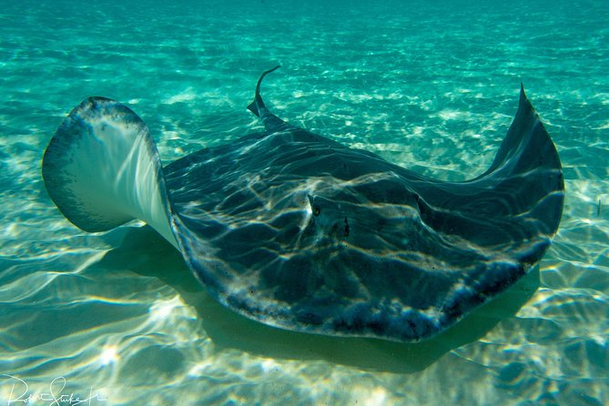 Starfish Point, Stingray City-Sandbar & Coral Gardens - Key points at a glance