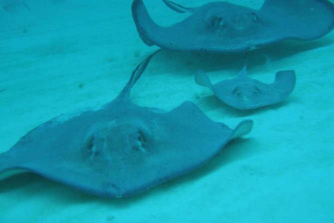 Starfish Point, Stingray City-Sandbar & Coral Gardens - The boat ride is part of the outing