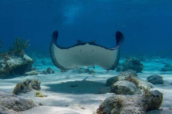 Starfish Point, Stingray City-Sandbar & Coral Gardens - Getting from the cruise port to Safehaven Marina
