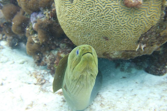 Starfish Point, Stingray City-Sandbar & Coral Gardens - The crew makes a practical difference