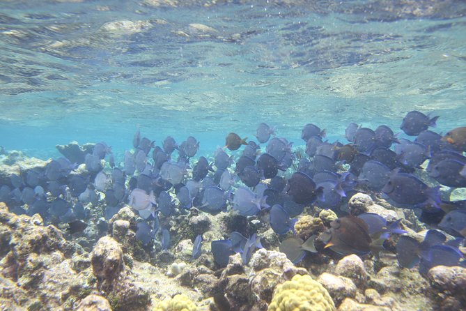 Starfish Point, Stingray City-Sandbar & Coral Gardens - Starfish Point slows the pace