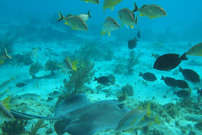 Stingray City and Snorkel Tour With Lunch - The boat ride and the crew