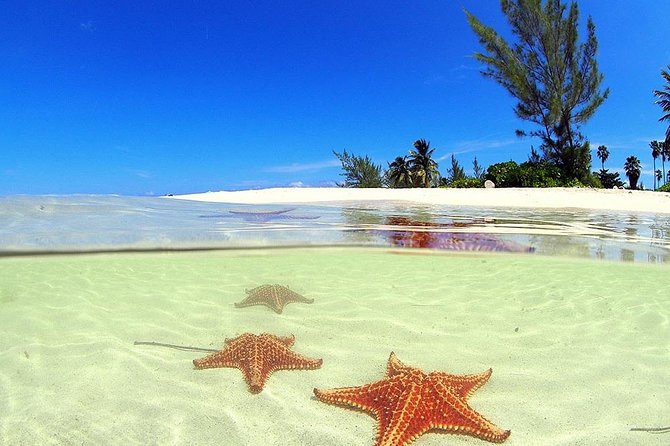 Stingray City and Starfish Experience with Coral Reef Snorkeling - Quick points to know before you book