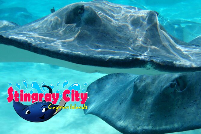 Stingray City and Starfish Experience with Coral Reef Snorkeling - Timing matters more than most people expect