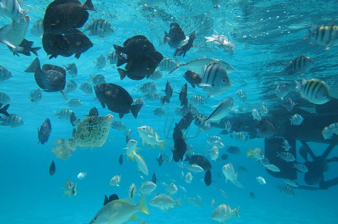 Stingray City Experience Plus One Snorkeling Stop - What the 2-hour-45-minute schedule means