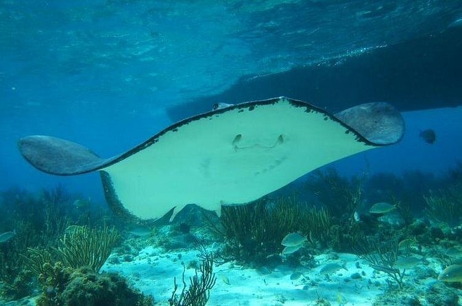 Stingray City Experience Plus One Snorkeling Stop - Is $75 a good value?