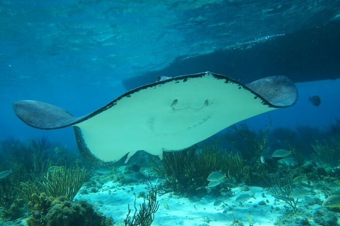 Stingray City Experience Plus One Snorkeling Stop - Weather, water conditions, and family fit