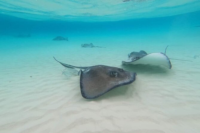 Stingray City Experience Plus Two Snorkeling spots Private Boat - Boat comfort, swim access, and practical limits