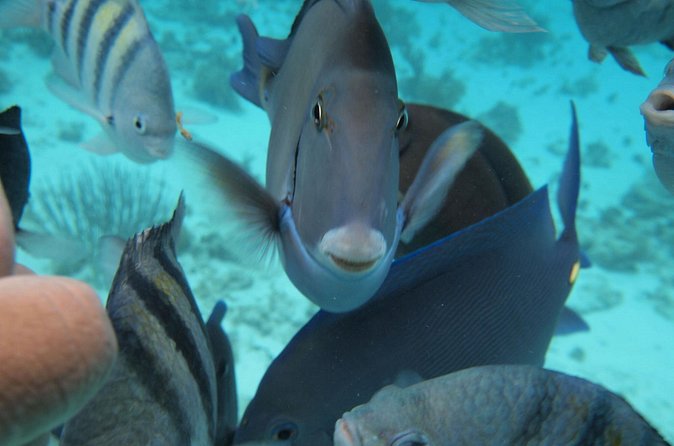 Stingray City Experience Plus Two Snorkeling Stops on Grand Cayman - What the crew adds to the outing