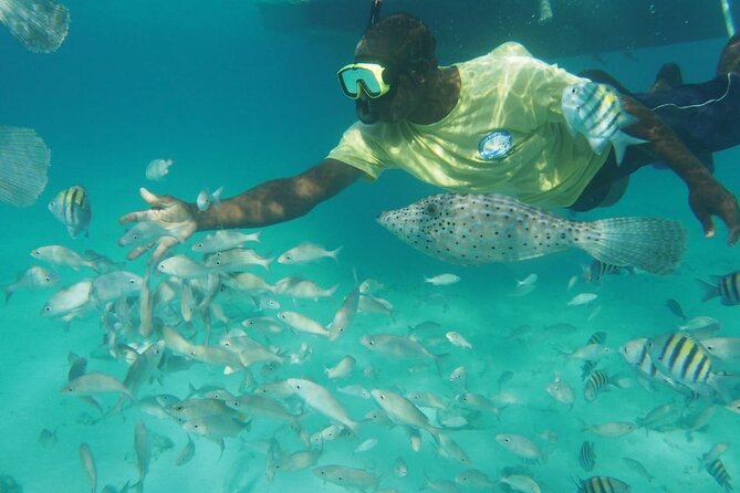 Stingray City Experience Plus Two Snorkeling Stops on Grand Cayman - Pickup, check-in, and cruise ship timing