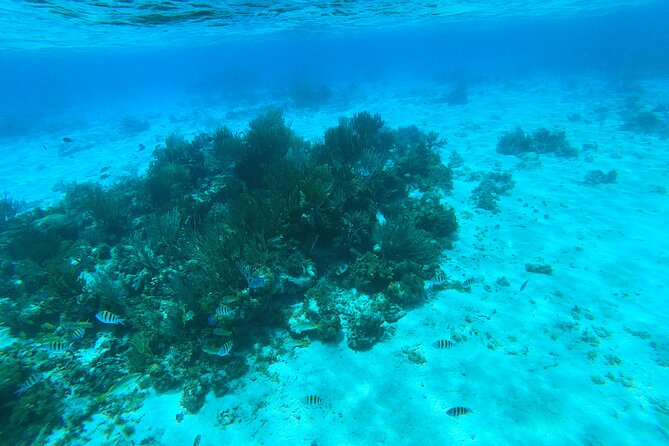 Stingray City, Star fish Point and Snorkeling Private Boat Tour - Why the private boat can be worth $725