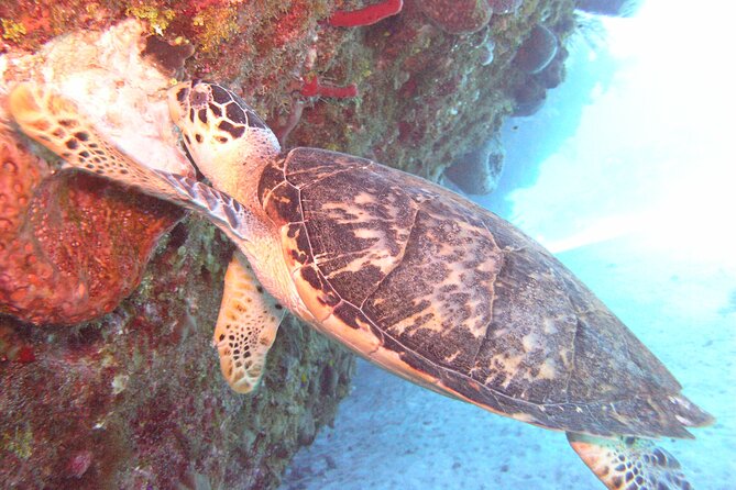 Stingray Sandbar, Snorkeling, and Starfish Point - Key points before you book