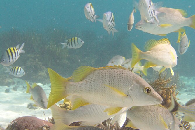 Stingray Sandbar, Snorkeling, and Starfish Point - Coral Gardens brings the best snorkeling