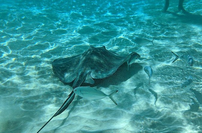 Stingray Sandbar, Snorkeling, and Starfish Point - Small boats help, but they cannot clear the sandbar