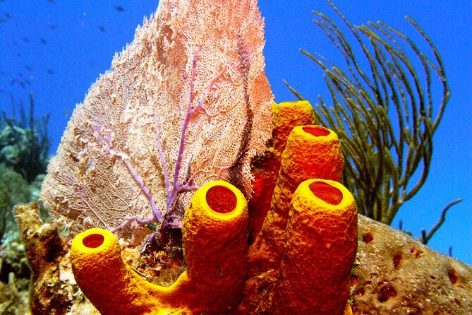 Stingray Sandbar, Snorkeling, and Starfish Point - The crew makes the difference
