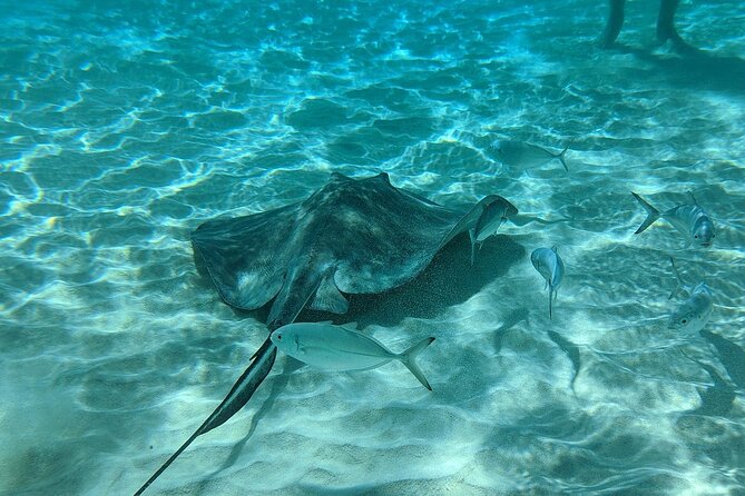 Stingray Sandbar, Snorkeling, and Starfish Point - Who should choose this outing