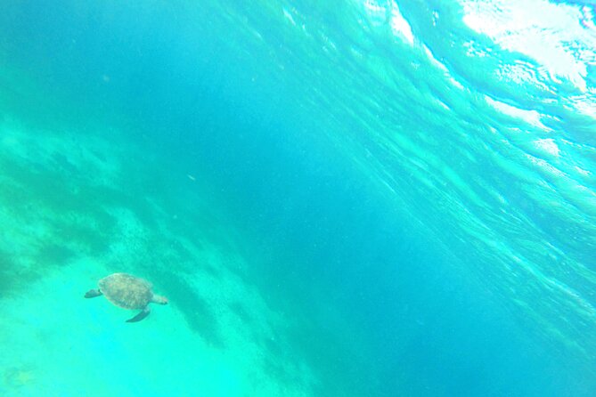Stroll and Initiation to Sailing in the Baie des Saintes - Swimming and snorkeling with turtles