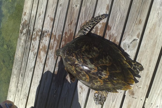 Sweetings Cay Mangrove Kayaking and Turtles - Key points at a glance