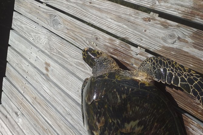 Sweetings Cay Mangrove Kayaking and Turtles - The long road east from Freeport