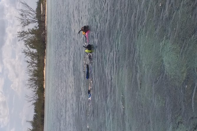 Sweetings Cay Mangrove Kayaking and Turtles - Kayaking through the mangrove creeks