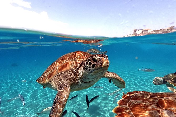 Swim and Snorkel with Sea Turtles - Meeting Curaçao’s Turtles From the Beach