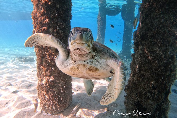Swim and Snorkel with Sea Turtles - Patrick, Eddy, and the Drive Across the Island