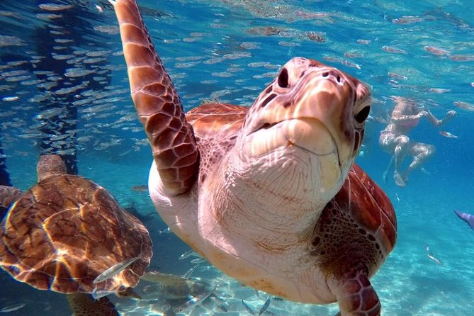Swim and Snorkel with Sea Turtles - The Beach Stop Adds Breathing Room