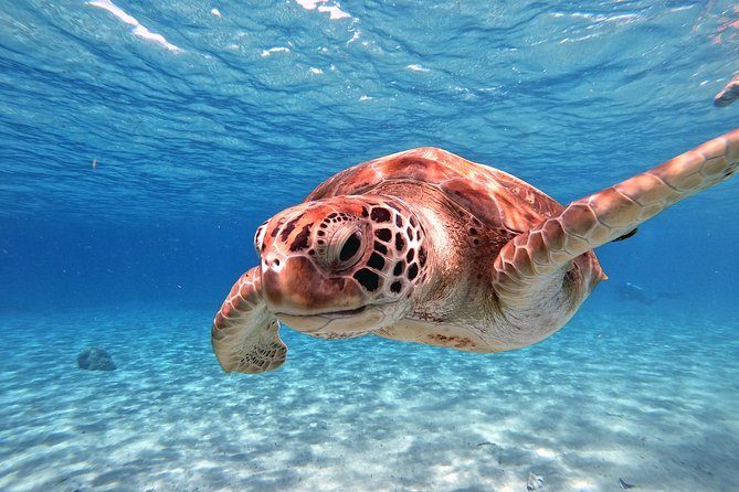 Swim and Snorkel with Sea Turtles - A Short Flamingo Stop Near the End