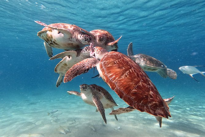 Swim and Snorkel with Sea Turtles - Is $99 Good Value for a Half-Day?