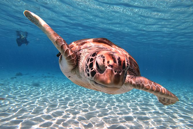 Swim and Snorkel with Sea Turtles - Who Will Like This Outing Most?